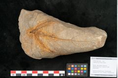 Foto (Objekt + Etikett) von Credneria acuminata Hampe (NHMW-GEO-2024-0188-10598)